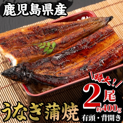 【期間限定】厳選!国産うなぎ(鹿児島県産うなぎ)蒲焼 特大 2尾(約400g)