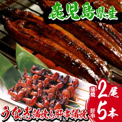 国産うなぎ蒲焼 2尾 と国産うなぎ 肝串1袋(5本入)(鹿児島県産うなぎ)