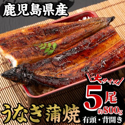 厳選!国産うなぎ(鹿児島県産うなぎ)蒲焼 大5尾(約800g)