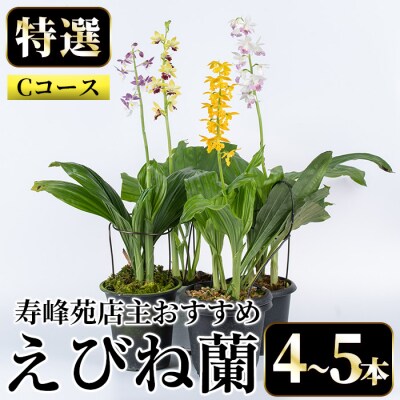 【個数限定】寿峰苑特選えびね蘭　店主おすすめ標準Cコース