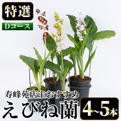 【個数限定】寿峰苑特選えびね蘭　店主おすすめ標準Dコース