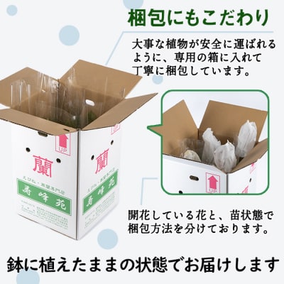 【個数限定】寿峰苑特選えびね蘭　店主おすすめEコース