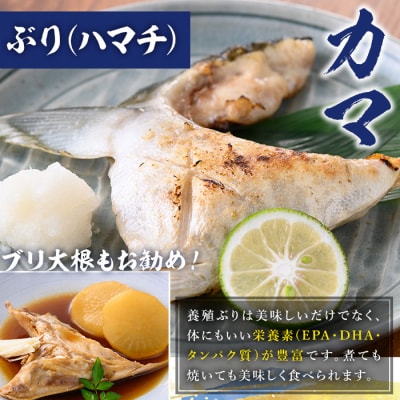 鹿児島県産養殖ぶり(ハマチ)の切り身「ロイン4節・カマ2個付」合計約2kg!