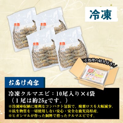 鹿児島県産!冷凍クルマエビ 1kg 10尾(25g/尾)×4袋!活き車海老を急速冷凍しました♪