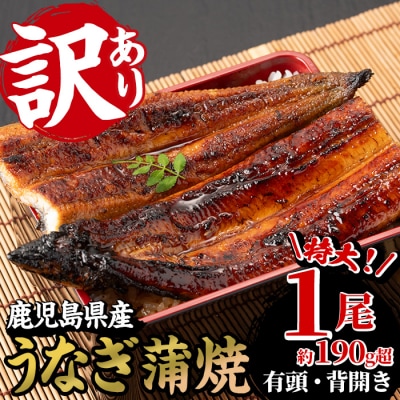 【90日配送】訳あり!国産うなぎ(鹿児島県産うなぎ)蒲焼 特大 190g超