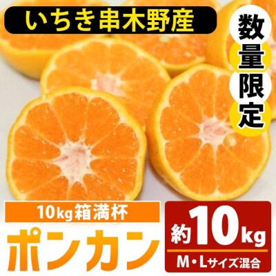<先行予約>＼数量・期間限定/池之上果樹園の旬のポンカンM・Lサイズ混合10kg箱満杯バラ詰め