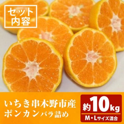 <先行予約>＼数量・期間限定/池之上果樹園の旬のポンカンM・Lサイズ混合10kg箱満杯バラ詰め