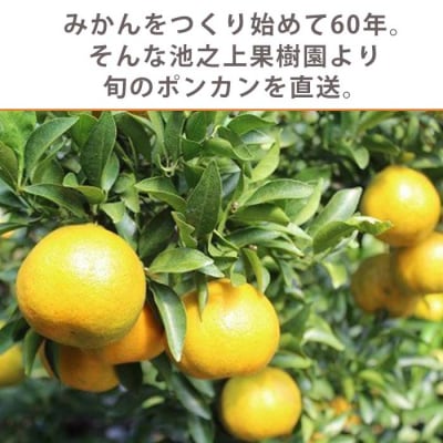 ＼数量・期間限定/池之上果樹園の旬のポンカンM・Lサイズ混合10kg箱満杯バラ詰め