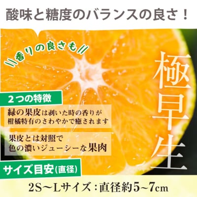 【数量・期間限定】極早生 温州みかん 5kg 箱満杯バラ詰め! 2S～Lサイズ