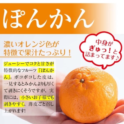 JAさつま日置 いちき串木野産 ポンカン 約5kg(2L・L)化粧箱入り