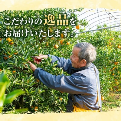 数量限定【訳アリ】池之上果樹園の不知火 10kg L・2Lサイズ 混合 バラ詰め満杯 しらぬい