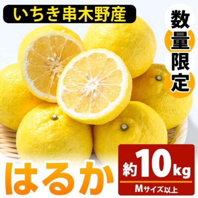 <1月中旬から順次発送>池之上果樹園のはるか(みかん)10㎏箱バラ詰め満杯