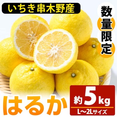 <先行予約>\数量・期間限定/池之上果樹園のはるか(みかん)5s箱バラ詰め満杯