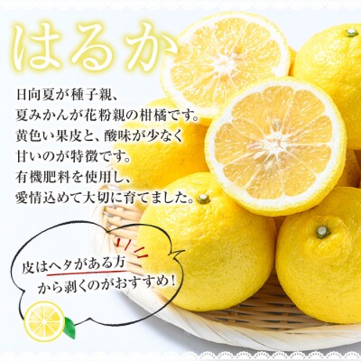 <先行予約>＼数量・期間限定/池之上果樹園のはるか(みかん)5㎏箱バラ詰め満杯
