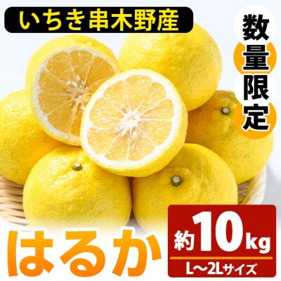 <先行受付>＼数量・期間限定/池之上果樹園のはるか(みかん)10㎏箱バラ詰め満杯