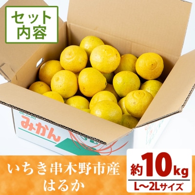 <先行受付>＼数量・期間限定/池之上果樹園のはるか(みかん)10㎏箱バラ詰め満杯