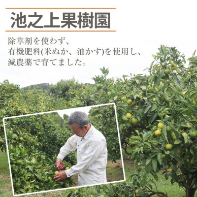 池之上果樹園の不知火(しらぬい)2Lサイズ以上!10kg箱バラ詰め満杯!