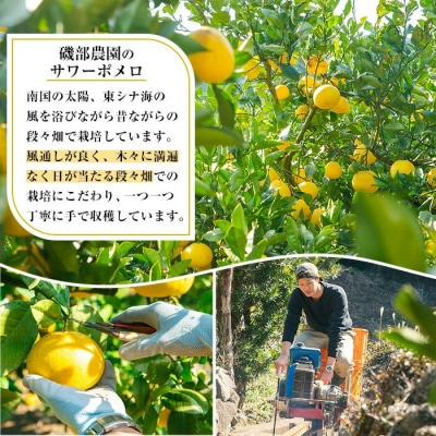 <先行予約>磯部農園のサワーポメロ8kg箱バラ詰め(12玉～22玉)