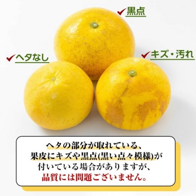 <先行予約>磯部農園のサワーポメロ8kg箱バラ詰め(12玉～22玉)