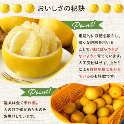 <期間限定・数量限定>木之下果樹園のサワーポメロ10kg箱バラ詰め(20～25個前後)