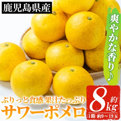 3月から発送!いちき串木野市特産サワーポメロ8kg箱(L～5Lサイズ/9玉～19玉)