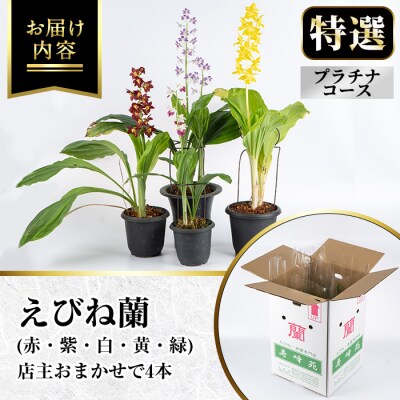 【個数限定】<3月末まで受付 >寿峰苑特選えびね蘭店主おすすめ開花済Pコース