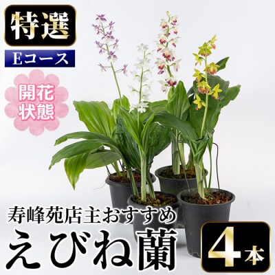 【個数限定】<3月末まで受付 >寿峰苑特選えびね蘭店主おすすめ開花済Eコース