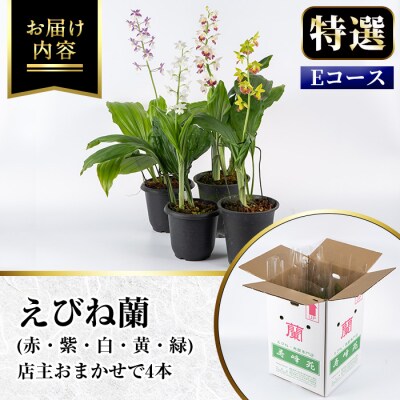 【個数限定】<3月末まで受付 >寿峰苑特選えびね蘭店主おすすめ開花済Eコース