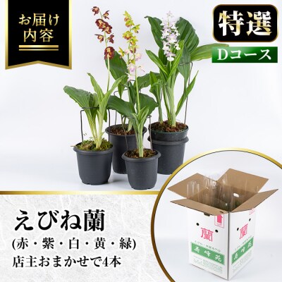 【個数限定】<3月末まで受付 >寿峰苑特選えびね蘭店主おすすめ開花済Dコース