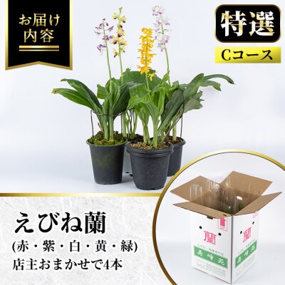 【個数限定】<3月末まで受付 >寿峰苑特選えびね蘭店主おすすめ開花済Cコース