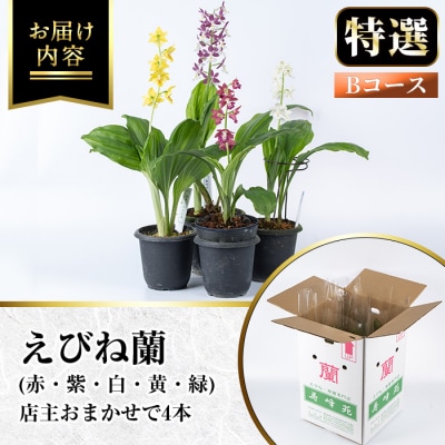 【個数限定】<3月末まで受付 >寿峰苑特選えびね蘭店主おすすめ開花済Bコース