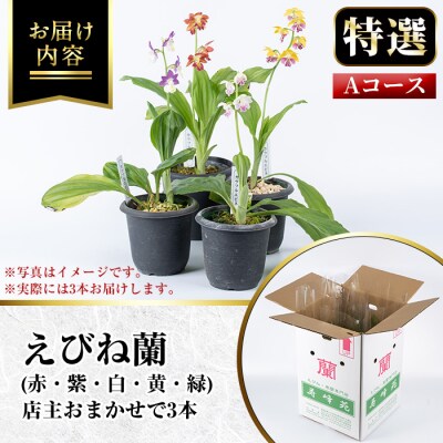 【個数限定】<3月末まで受付 >寿峰苑特選えびね蘭店主おすすめ開花済Aコース