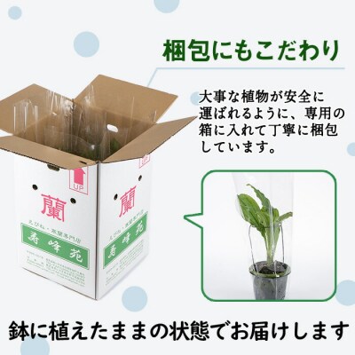 【個数限定】<3月末まで受付 >寿峰苑特選えびね蘭店主おすすめ開花済Aコース