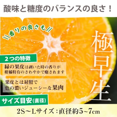 【数量・期間限定】極早生 温州みかん 10kg 箱満杯バラ詰め 2S～Lサイズ