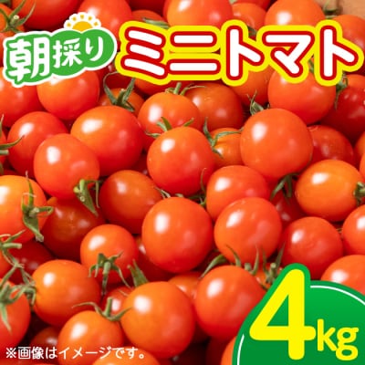 朝採れ ミニトマト 4kg 鹿児島県産