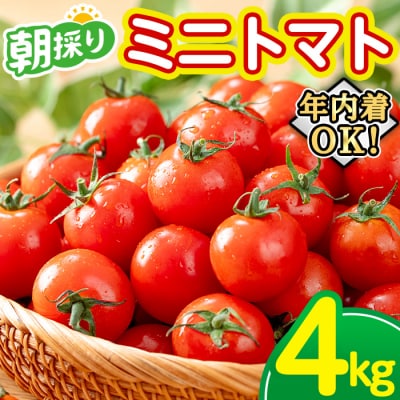 <12月21日まで年内配送>朝採れ ミニトマト 4kg 鹿児島県産 年内お届け