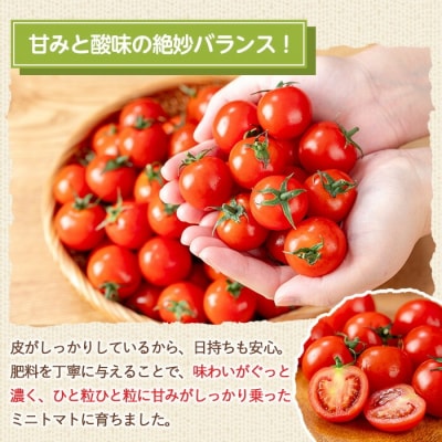 朝採れ ミニトマト 4kg 鹿児島県産