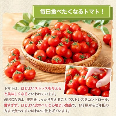 朝採れ ミニトマト 4kg 鹿児島県産