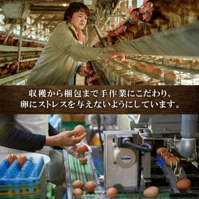 【令和7年お歳暮対応】健康電子卵 赤卵 Lサイズ 計60個 (10個入り×6P)