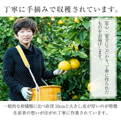 先行予約期間限定・数量限定　西果樹園のサワーポメロ(4玉)&まるごとポメロシロップ(165g×2本)