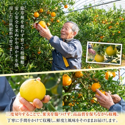 【訳あり】ご家庭用 サワーポメロ 10kg (L～5L)目安:20～25玉 満杯バラ詰め 農家直送