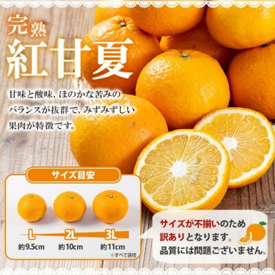 <訳アリ> 完熟 紅甘夏 約5kg L～3Lサイズ  サイズ不揃い 満杯 箱詰め サイズ混合