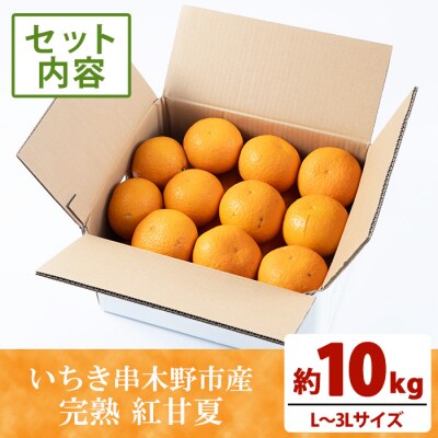 <訳アリ> 完熟 紅甘夏 約10kg L～3Lサイズ サイズ不揃い 満杯 箱詰め サイズ混合