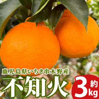 ≪先行予約・数量限定≫鹿児島県産 不知火 3kg箱バラ詰め (磯部農園)