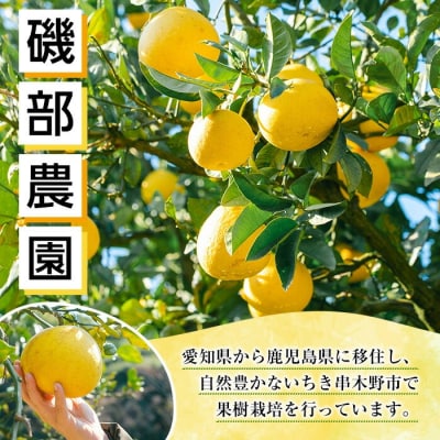 ≪先行予約・数量限定≫鹿児島県産 不知火 3kg箱バラ詰め (磯部農園)