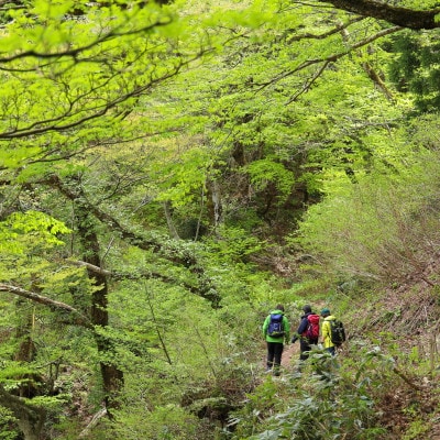 鳥取県大山町　大山ブナの森ウォーク(ガイドツアーペア引換券)