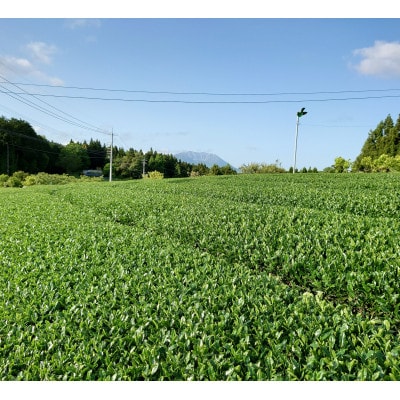 井上青輝園のかぶせ茶セット