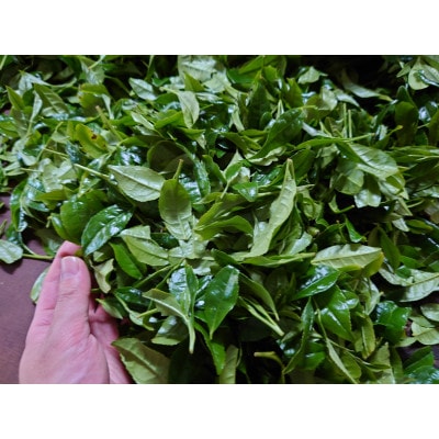 井上青輝園のかぶせ茶セット