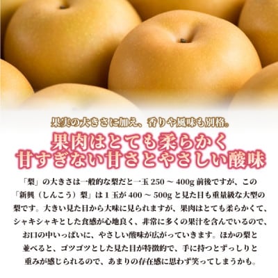 新興梨 5kg 鳥取県(大山町)の梨 大玉で濃厚な甘さが特徴 10月食べごろの人気のなし