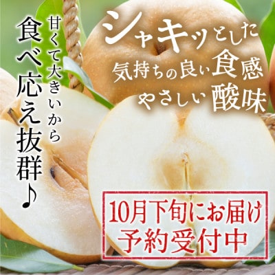新興梨 5kg 鳥取県(大山町)の梨 大玉で濃厚な甘さが特徴 10月食べごろの人気のなし